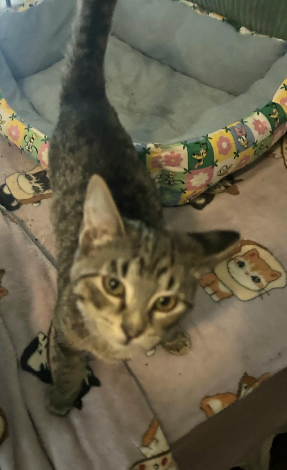 Enlarge Danish, a Adopted Tabby in Syracuse, NY image 2/2