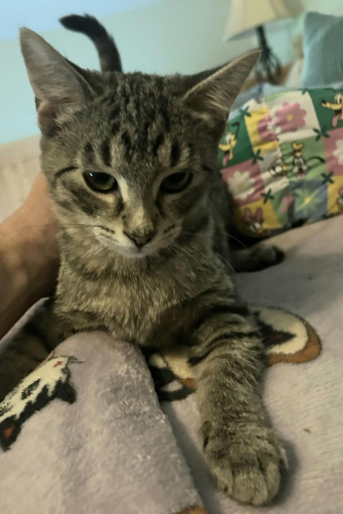 Danish, Adopted, Kitten Male Tabby.