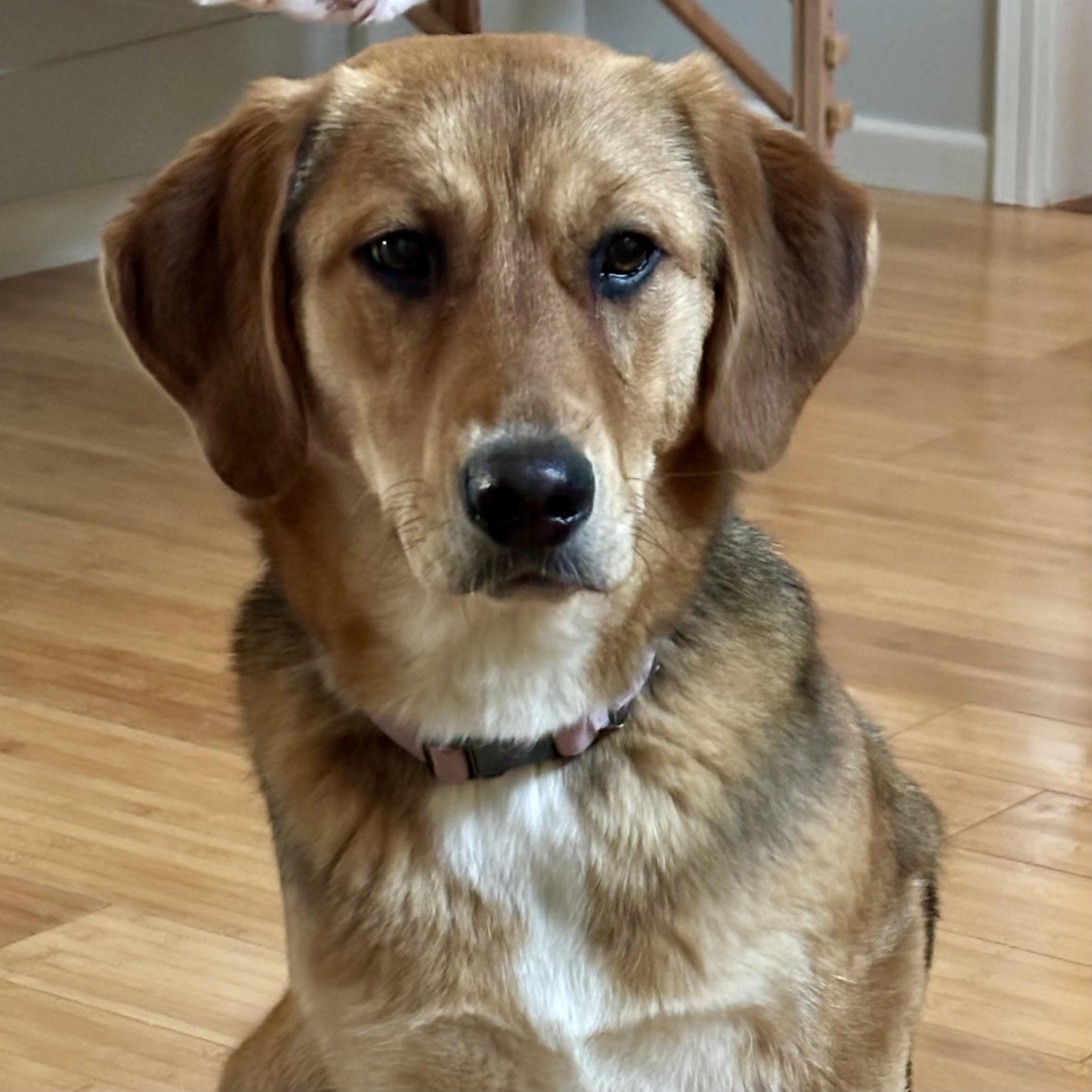 Sandy, ADOPTABLE, Young Female Retriever.