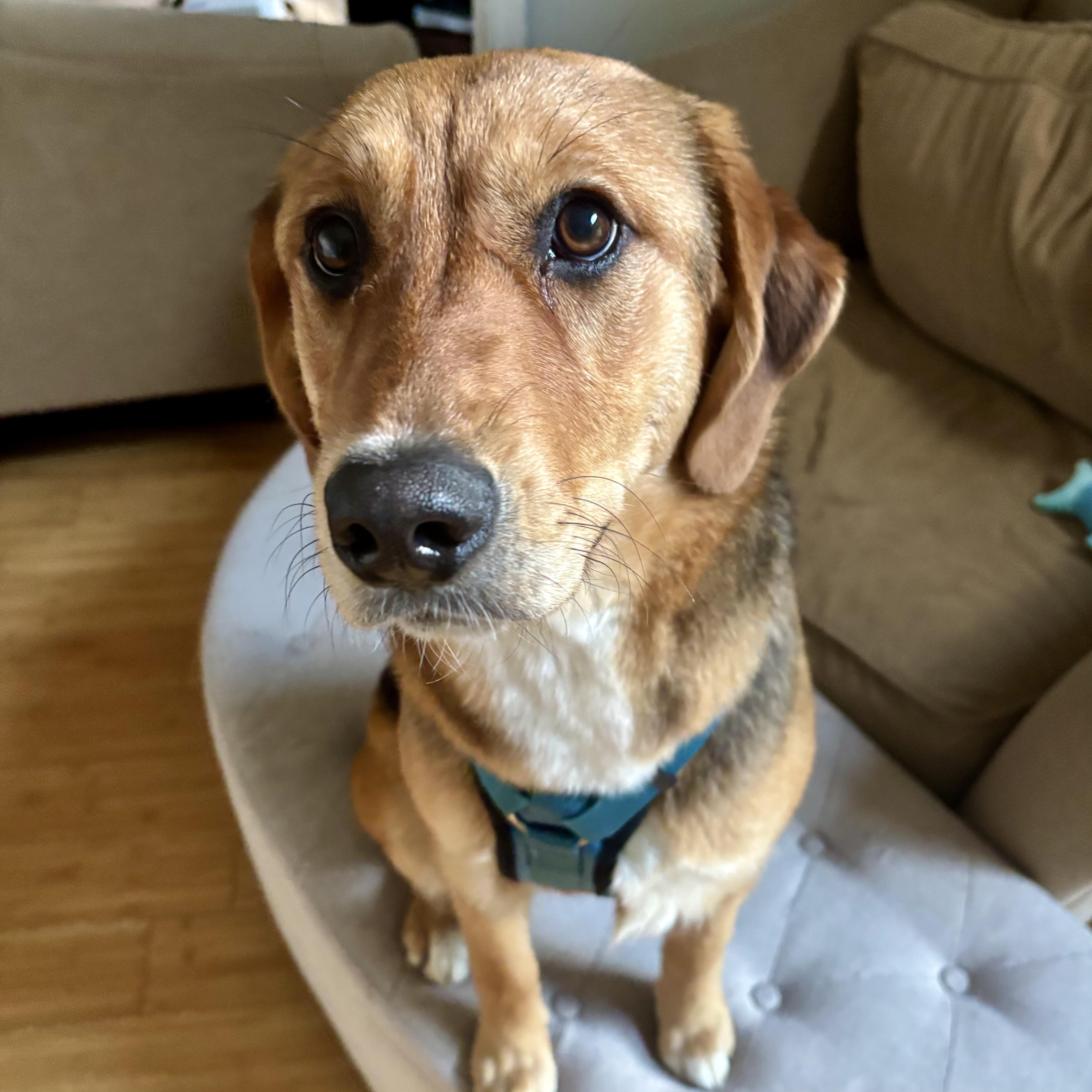 Sandy, a ADOPTABLE mixed breed in Prior Lake, MN image 6/6