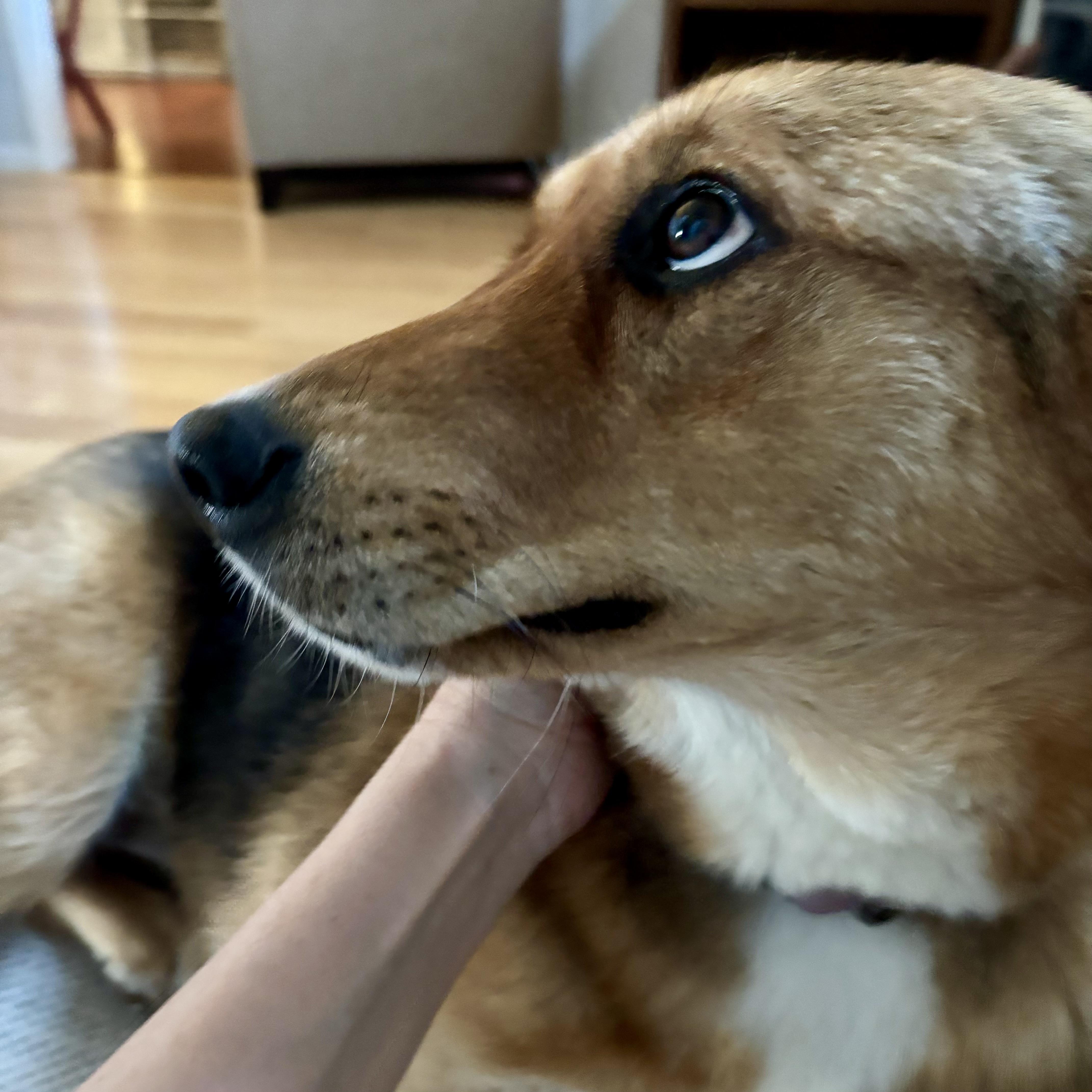 Sandy, a ADOPTABLE mixed breed in Prior Lake, MN image 2/6