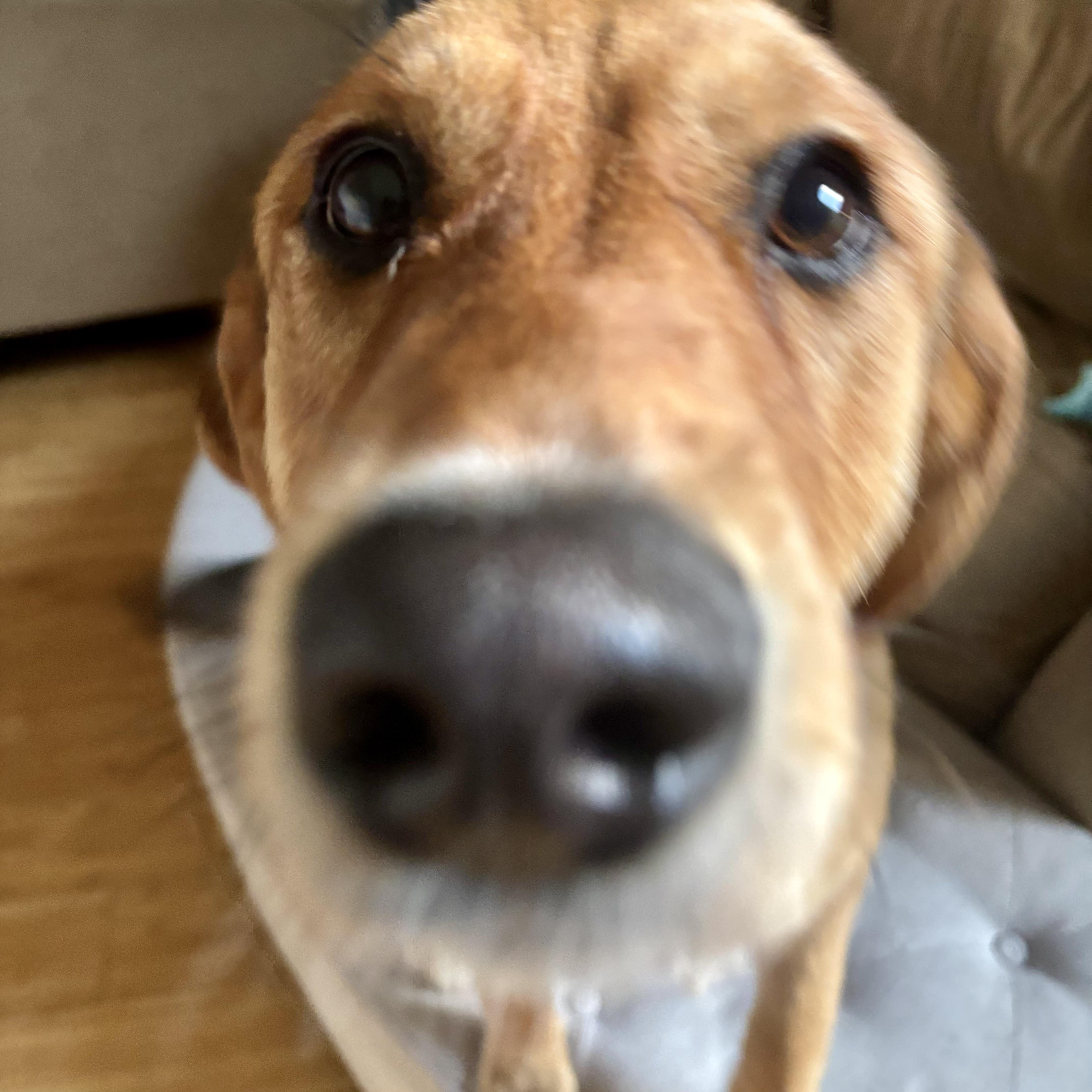 Sandy, a ADOPTABLE mixed breed in Prior Lake, MN image 3/6