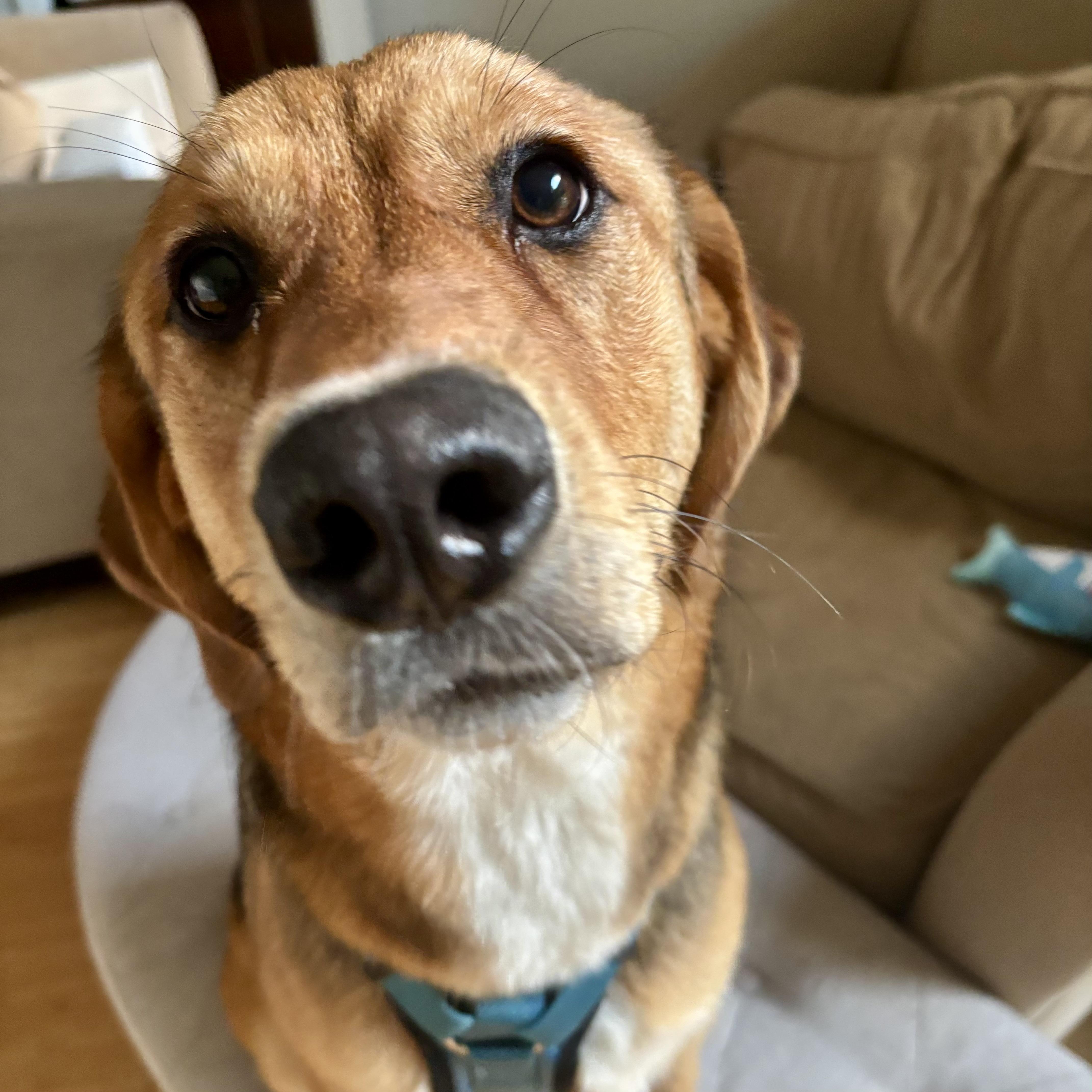 Sandy, a ADOPTABLE mixed breed in Prior Lake, MN image 4/6