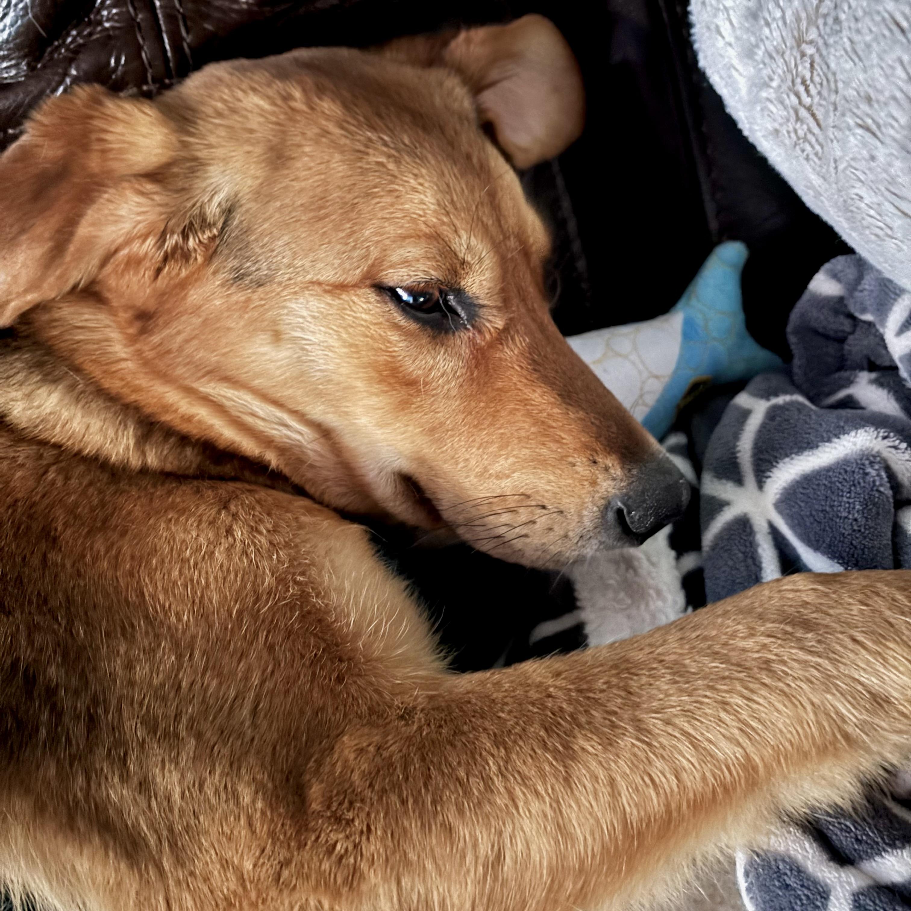 Sandy, a ADOPTABLE mixed breed in Prior Lake, MN image 5/6