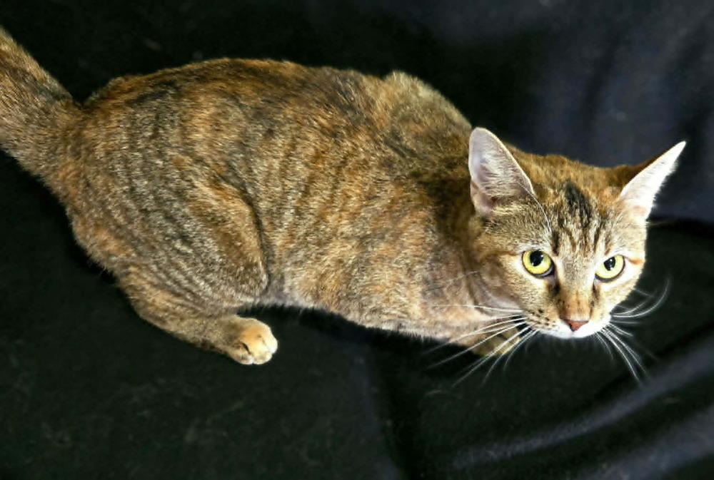 Jane, Adoptable, Adult Female Tabby.