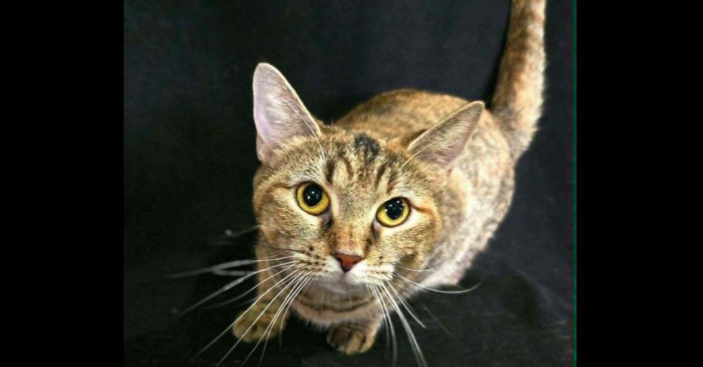 Jane, a Adoptable Tabby in Springdale, PA image 2/3