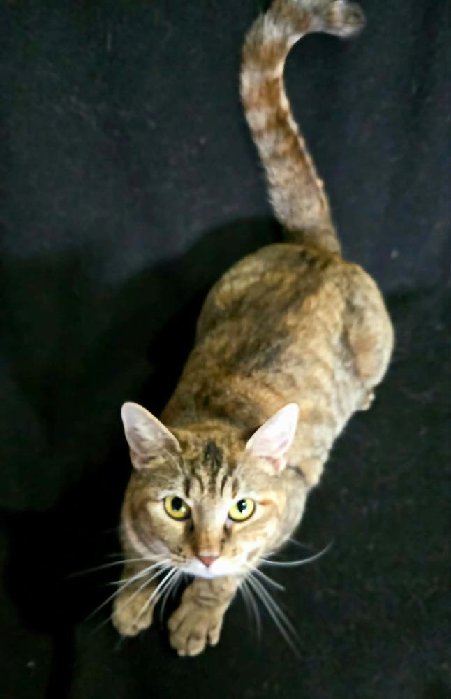 Jane, a Adoptable Tabby in Springdale, PA image 3/3