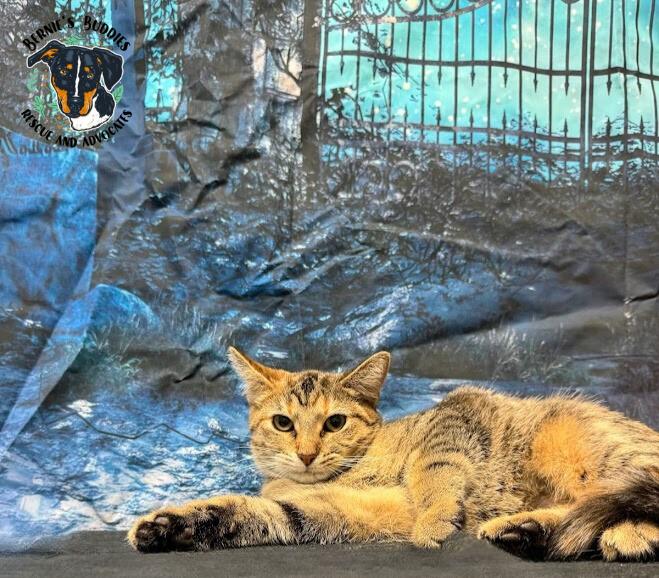 Enlarge Serena, an adopted Domestic Short Hair in Huntington, WV image 2/5