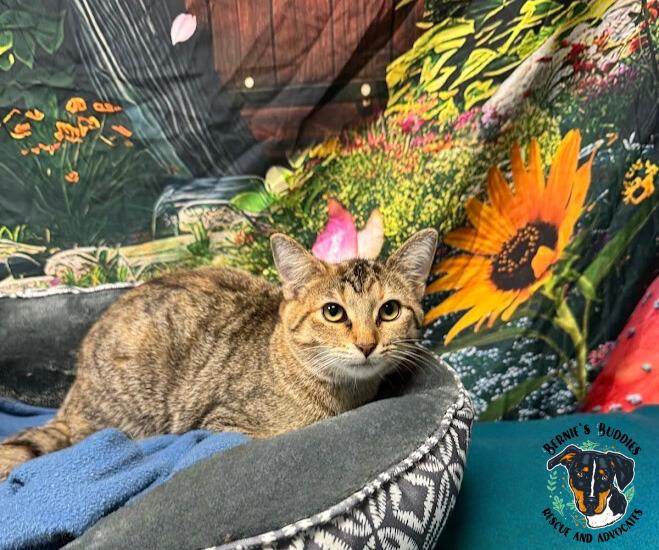 Enlarge Serena, an adopted Domestic Short Hair in Huntington, WV image 3/5