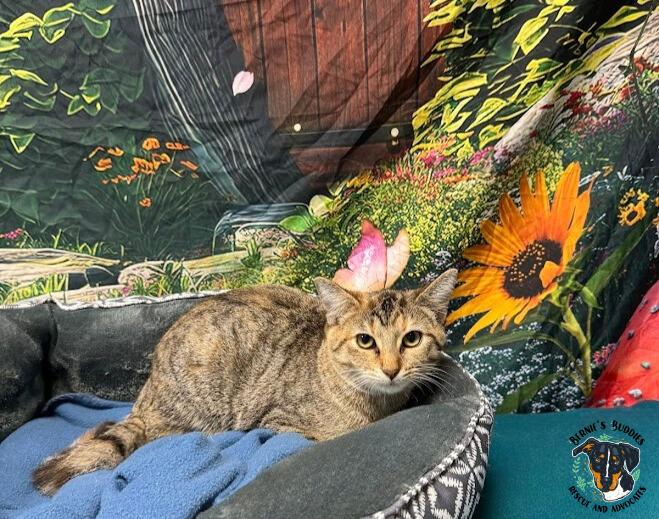 Enlarge Serena, an adopted Domestic Short Hair in Huntington, WV image 4/5