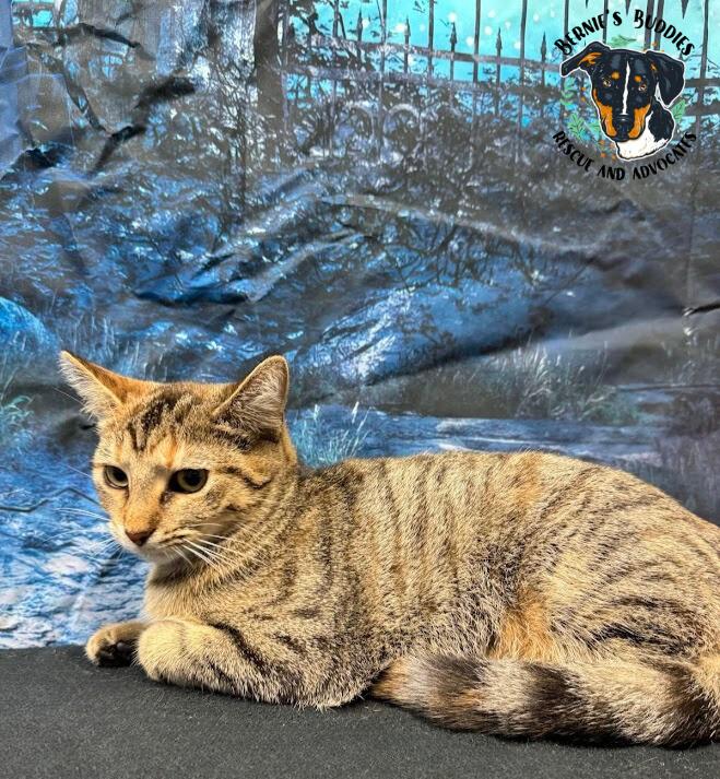 Enlarge Serena, an adopted Domestic Short Hair in Huntington, WV image 5/5