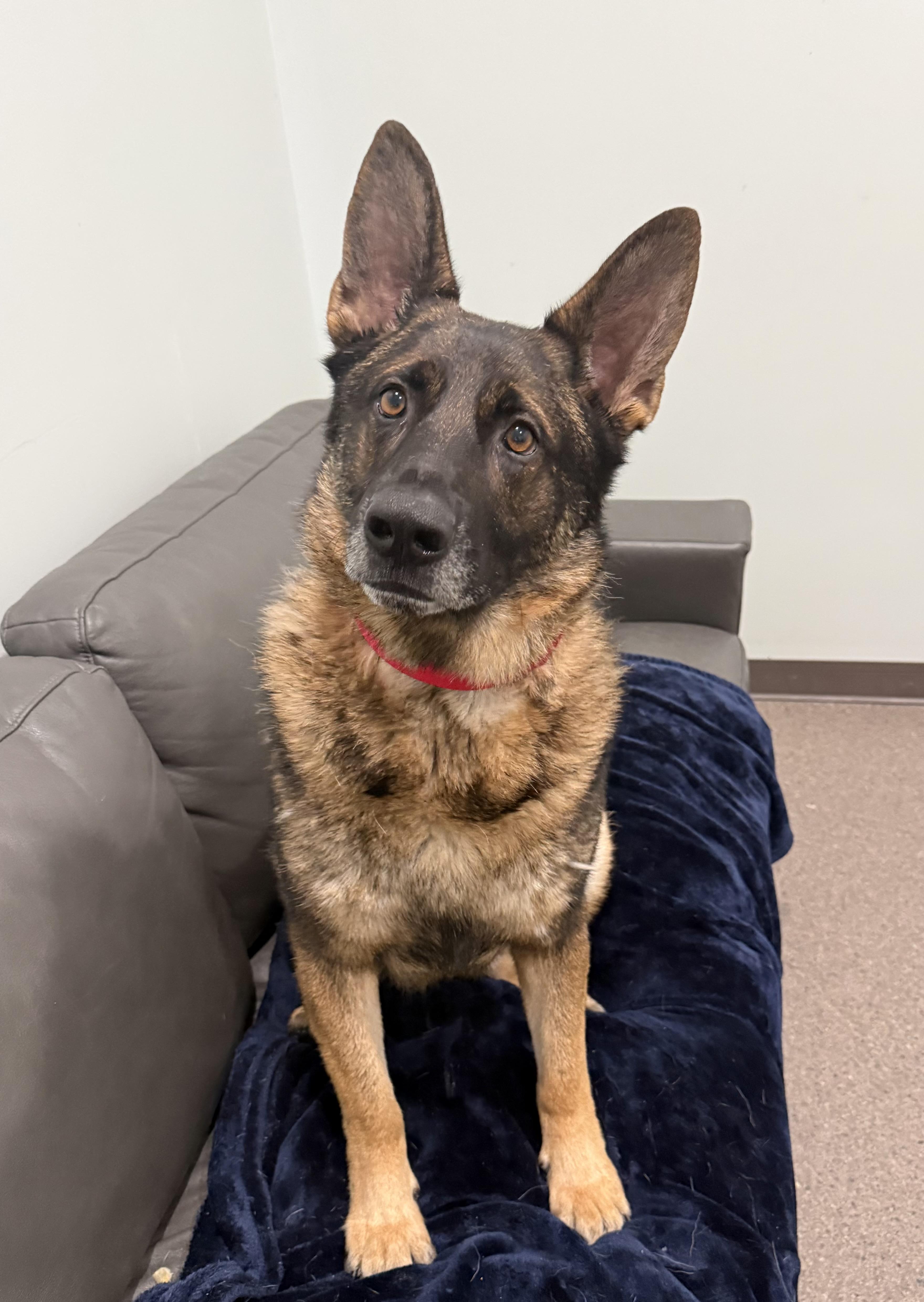 Enlarge Ranger, a ADOPTABLE German Shepherd Dog in Sault Sainte Marie, MI image 2/2