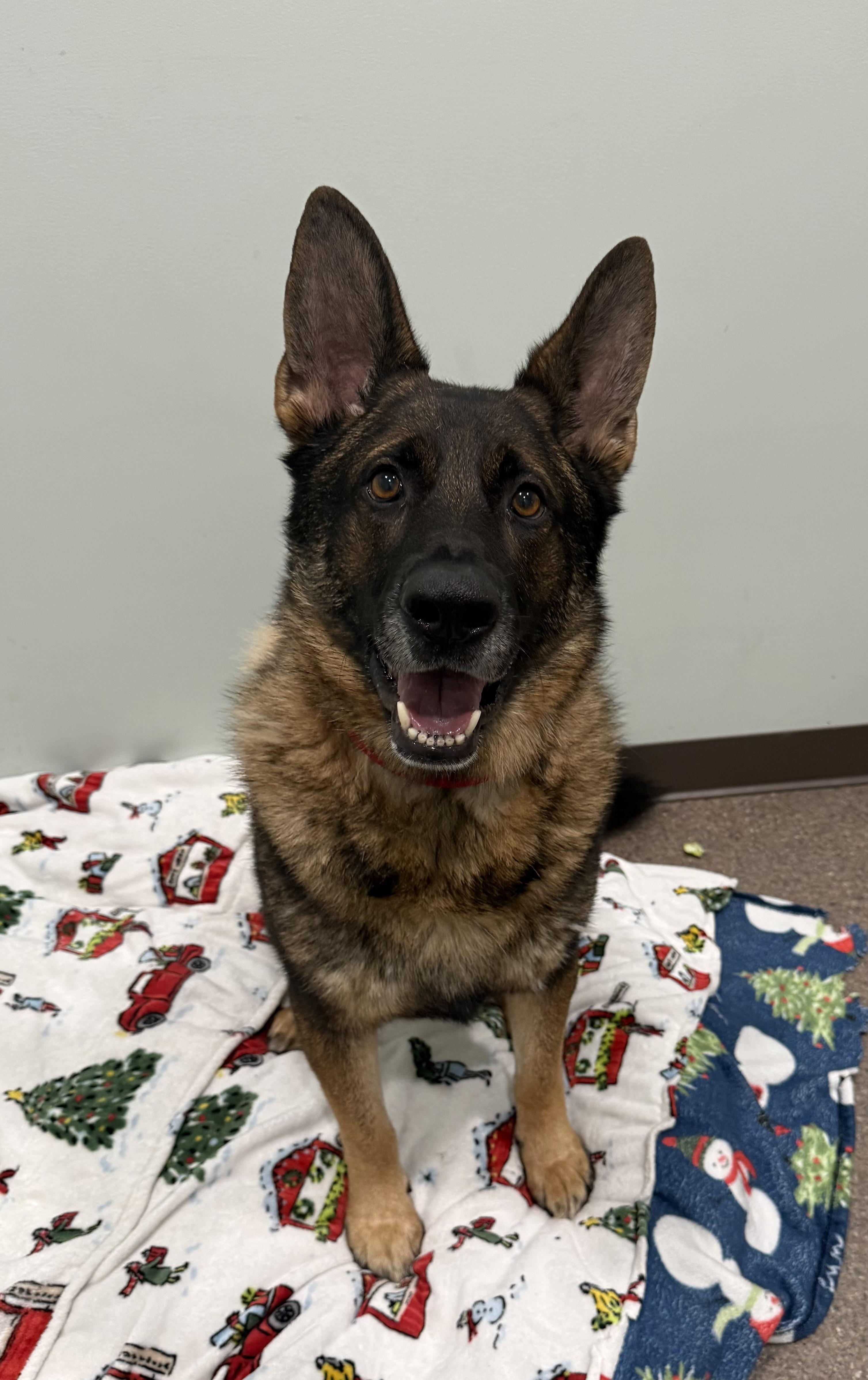 Ranger, ADOPTABLE, Adult Male German Shepherd Dog.