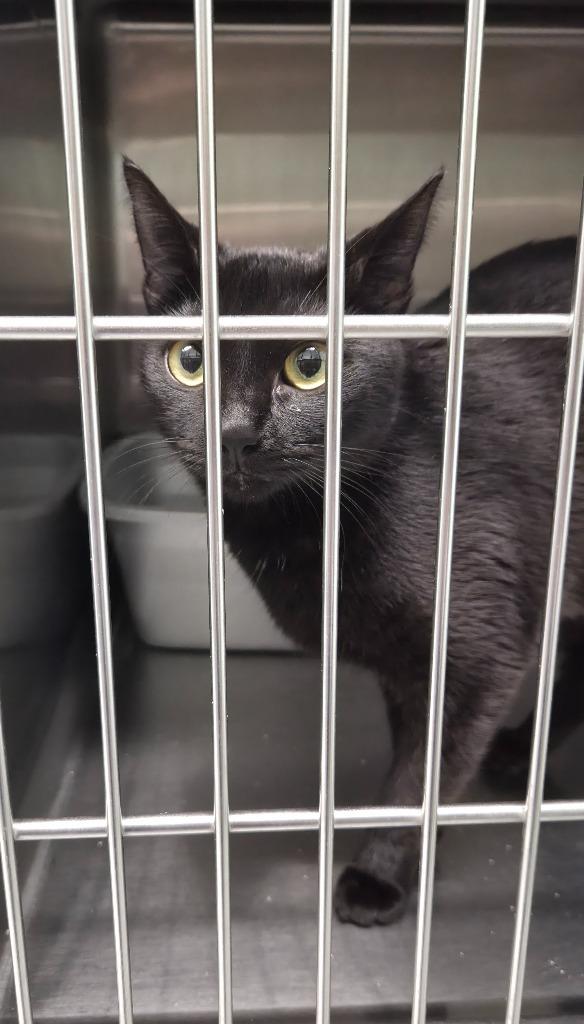 Cherry, Adoptable, Young Female Domestic Short Hair.