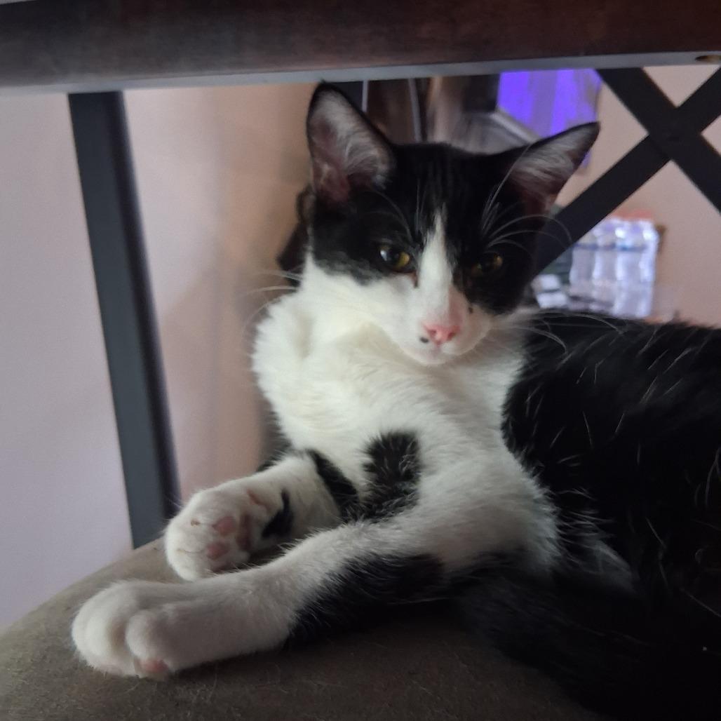 Enlarge Willow, a Adoptable Domestic Short Hair in Layton, UT image 1/2