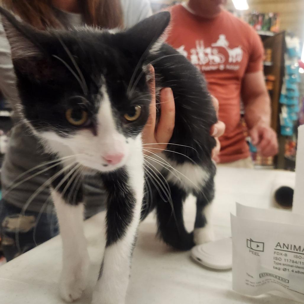 Enlarge Willow, a Adoptable Domestic Short Hair in Layton, UT image 2/2