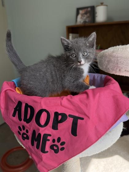 26-107 Lyra, Adoptable, Adult Female American Bobtail & Domestic Short Hair.