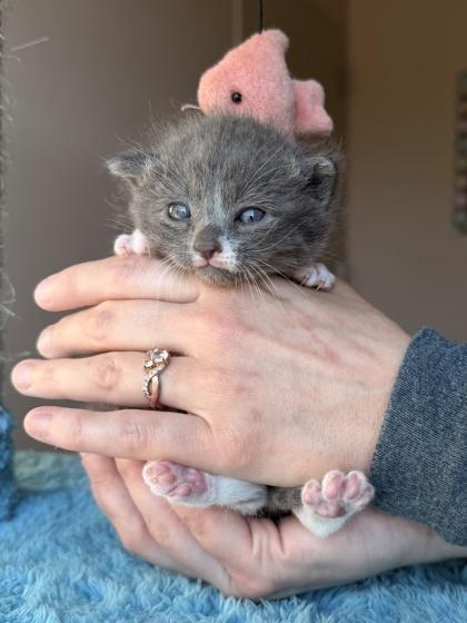 Enlarge 26-107 Lyra, a Adoptable mixed breed in Barnesville, GA image 2/3