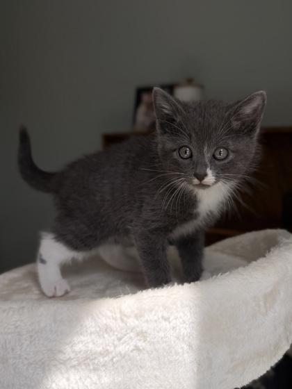 Enlarge 26-107 Lyra, a Adoptable mixed breed in Barnesville, GA image 3/3