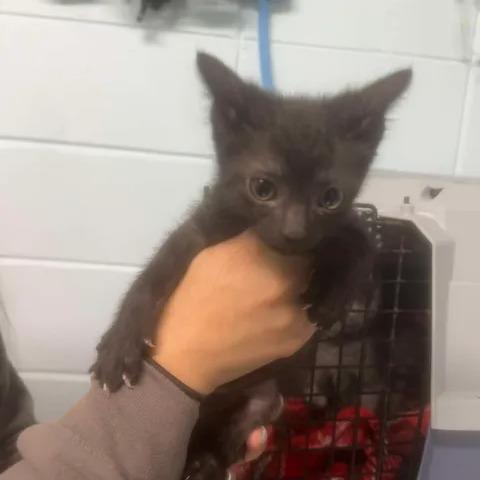 Jet, Adoptable, Kitten Male Domestic Short Hair.