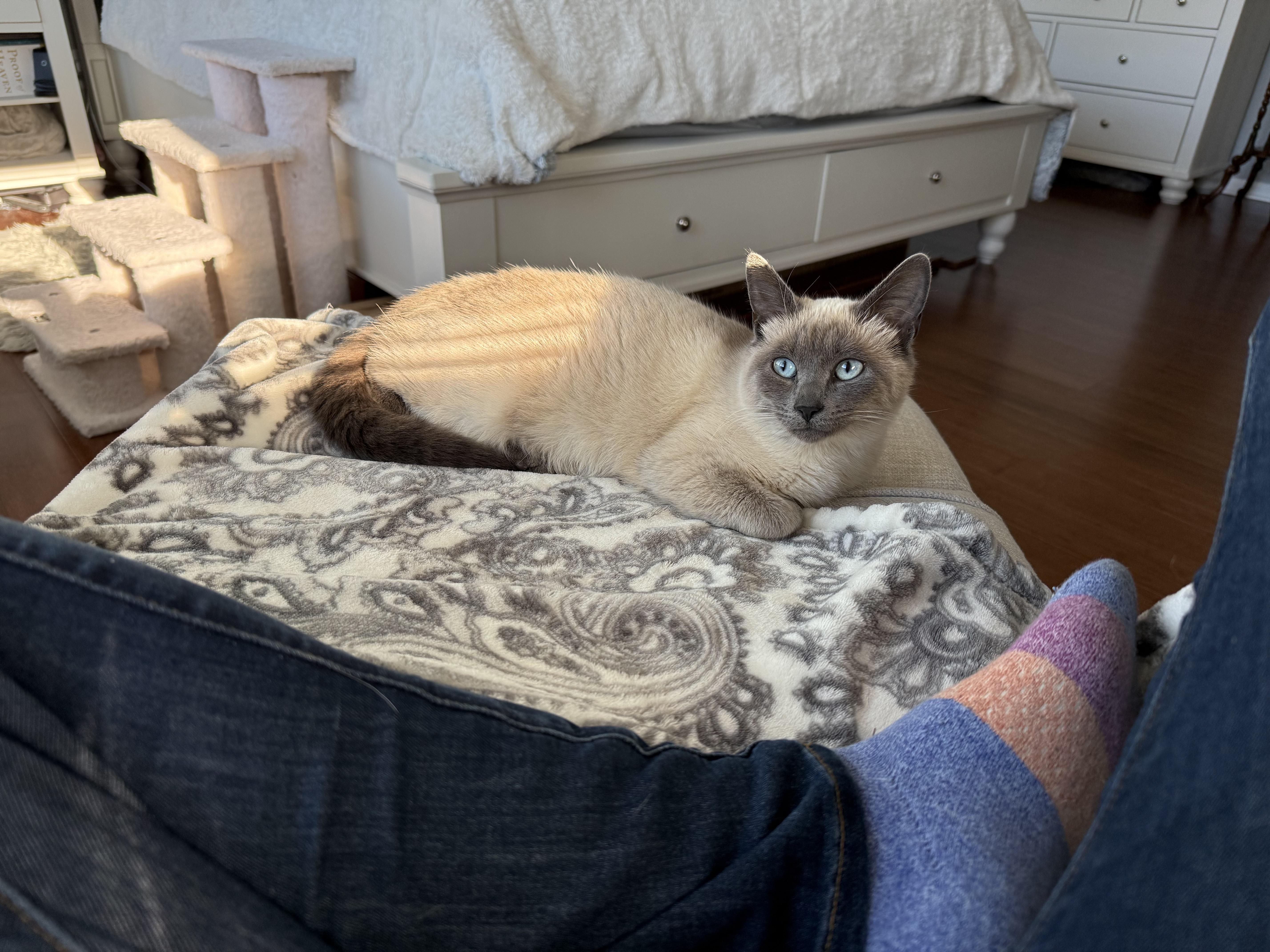 Enlarge Lady Latta, a ADOPTABLE Siamese in Marvin, NC image 2/2