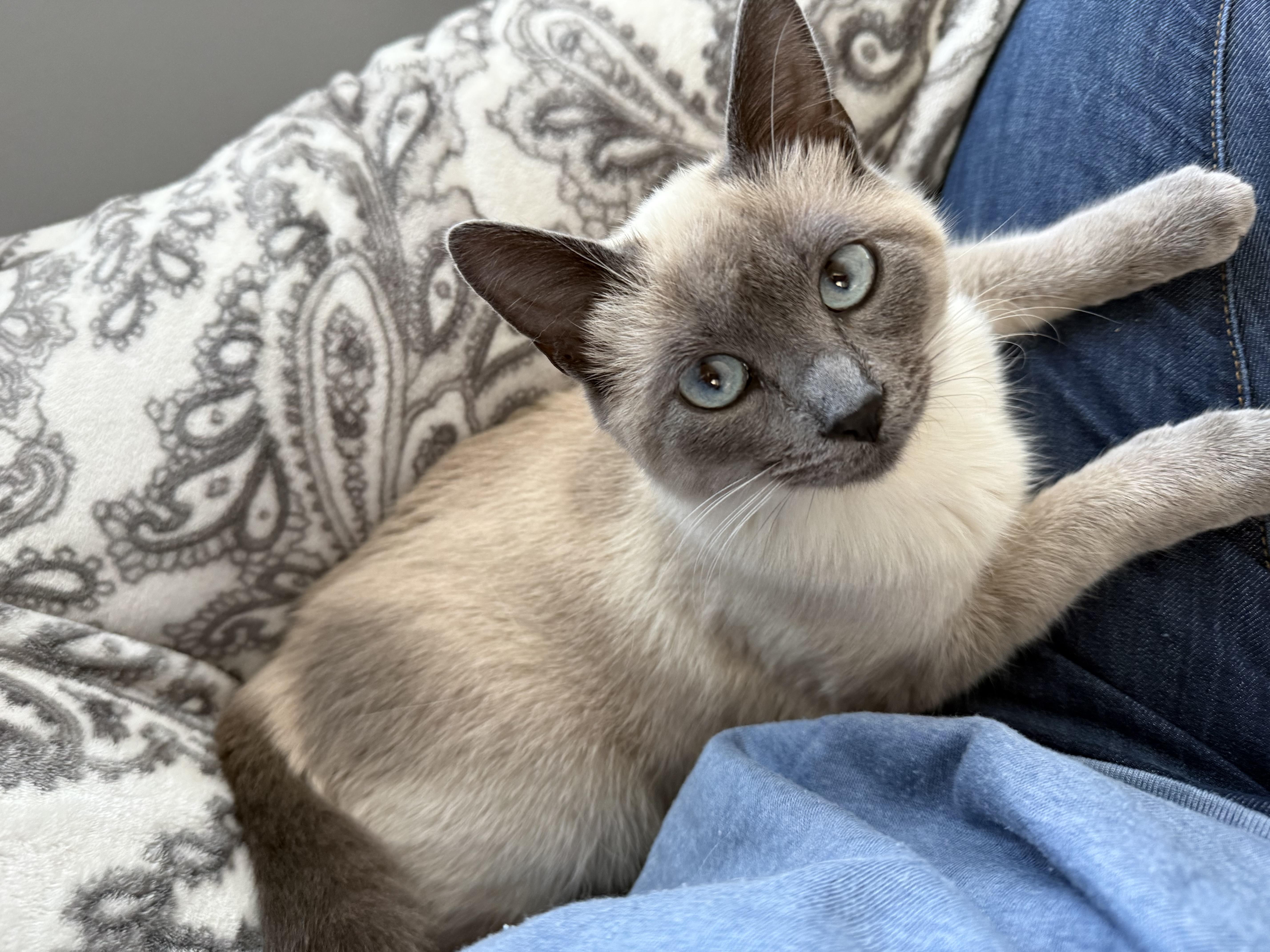 Enlarge Lady Latta, a ADOPTABLE Siamese in Marvin, NC image 1/2