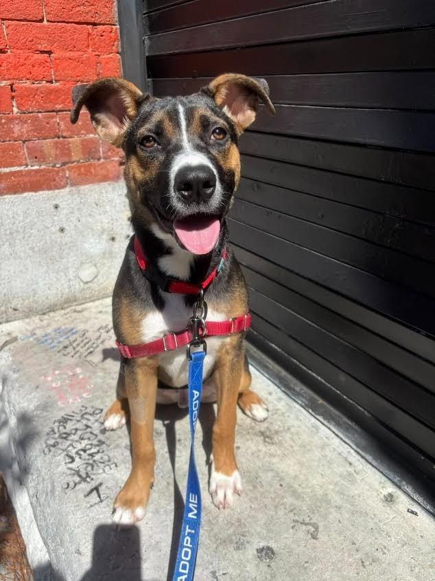 Enlarge Jacob, a Adoptable mixed breed in Brookings, OR image 1/5