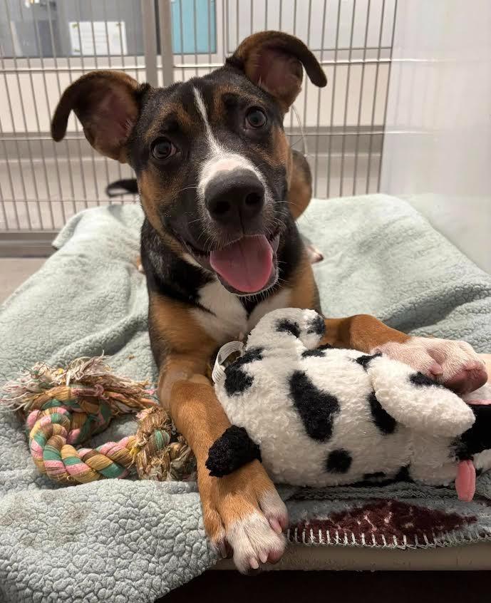 Enlarge Jacob, a Adoptable mixed breed in Brookings, OR image 2/5