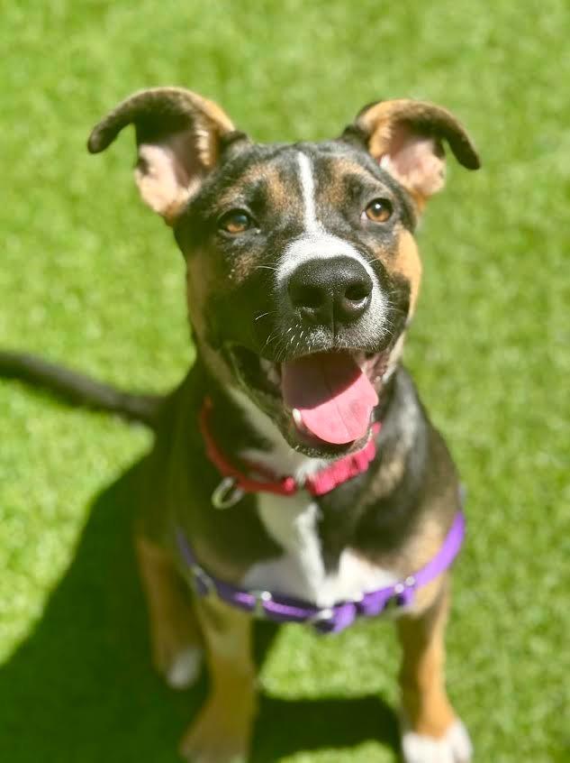 Enlarge Jacob, a Adoptable mixed breed in Brookings, OR image 3/5