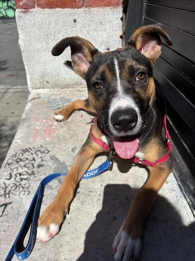 Enlarge Jacob, a Adoptable mixed breed in Brookings, OR image 4/5