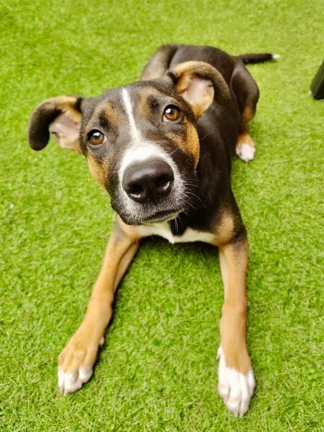 Enlarge Jacob, a Adoptable mixed breed in Brookings, OR image 5/5