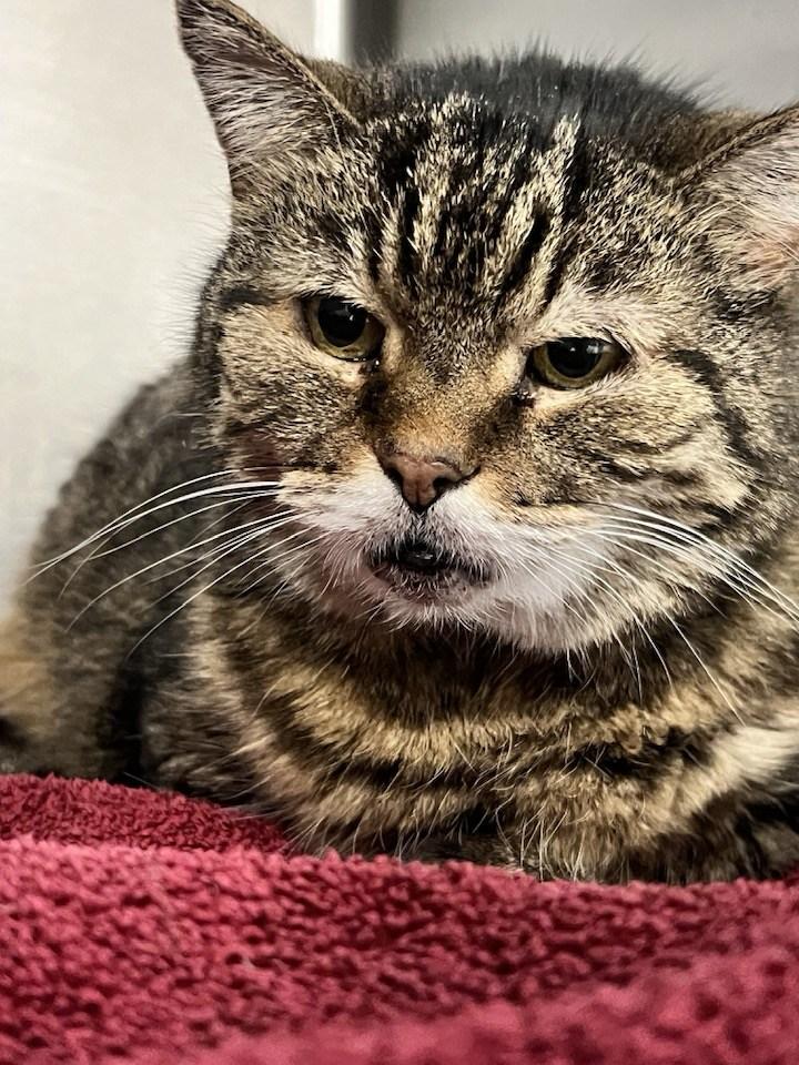 Enlarge Muzby, a Adoptable Domestic Short Hair in Cleveland, OH image 2/6