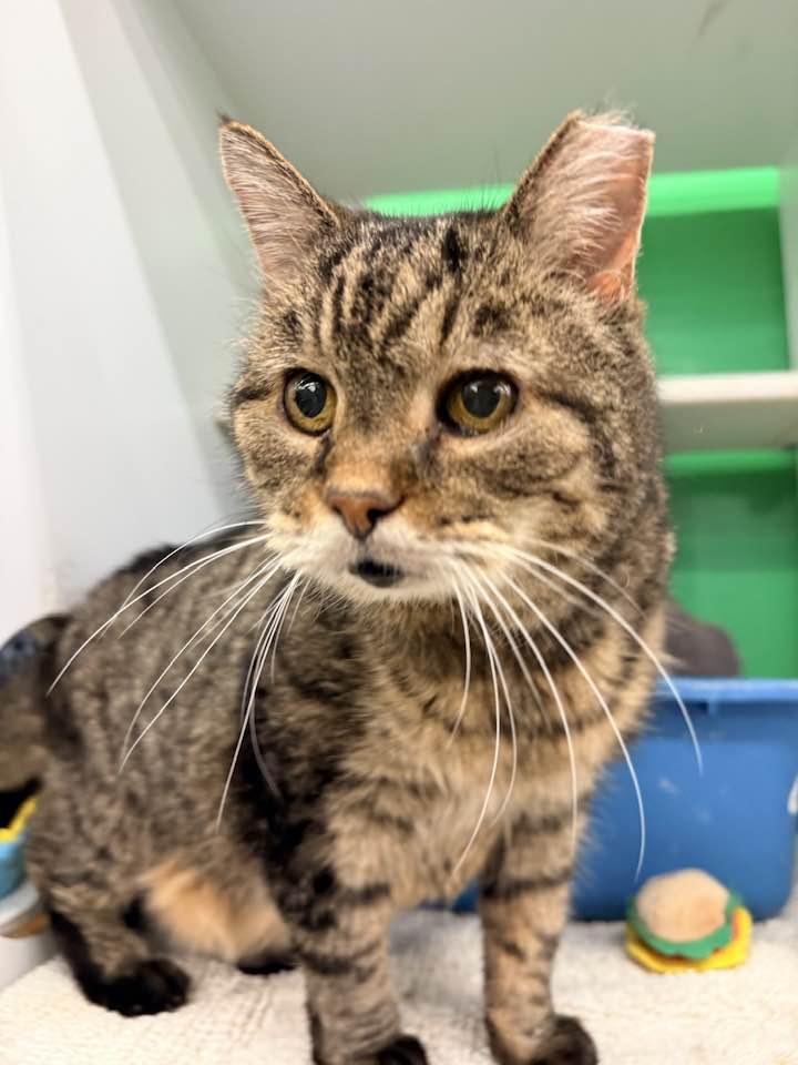 Enlarge Muzby, a Adoptable Domestic Short Hair in Cleveland, OH image 1/6