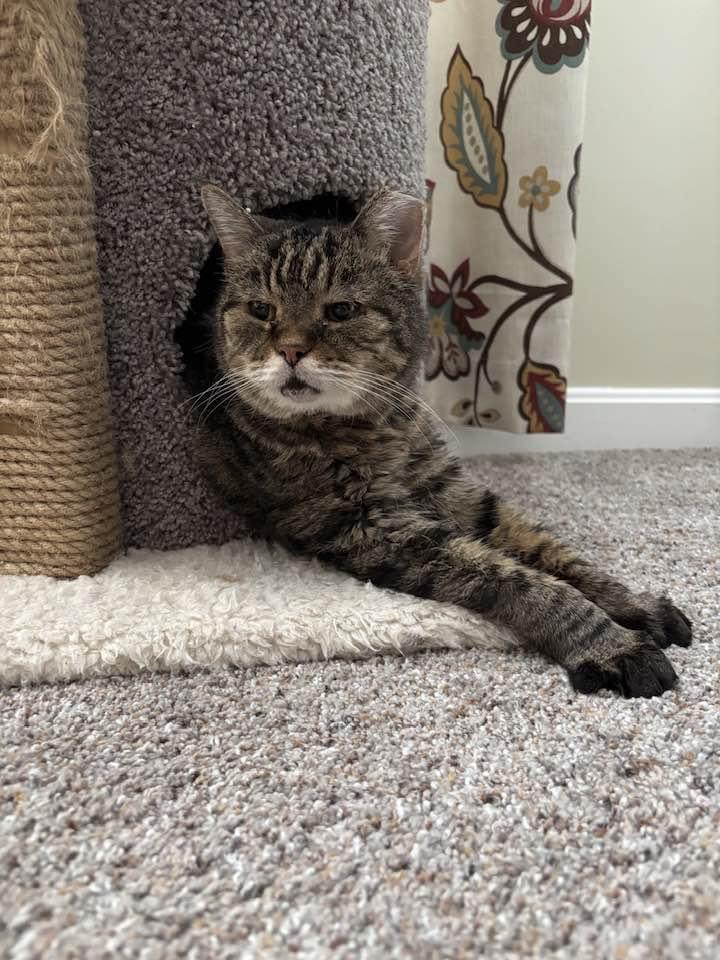 Enlarge Muzby, a Adoptable Domestic Short Hair in Cleveland, OH image 6/6