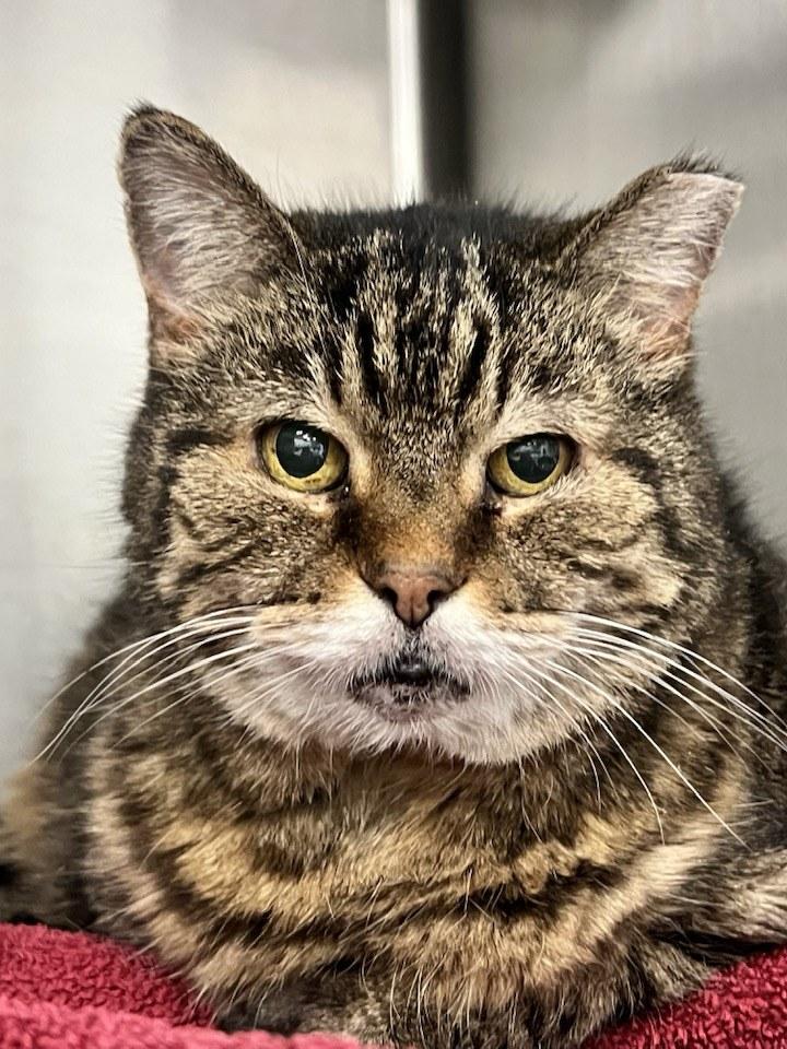 Enlarge Muzby, a Adoptable Domestic Short Hair in Cleveland, OH image 4/6