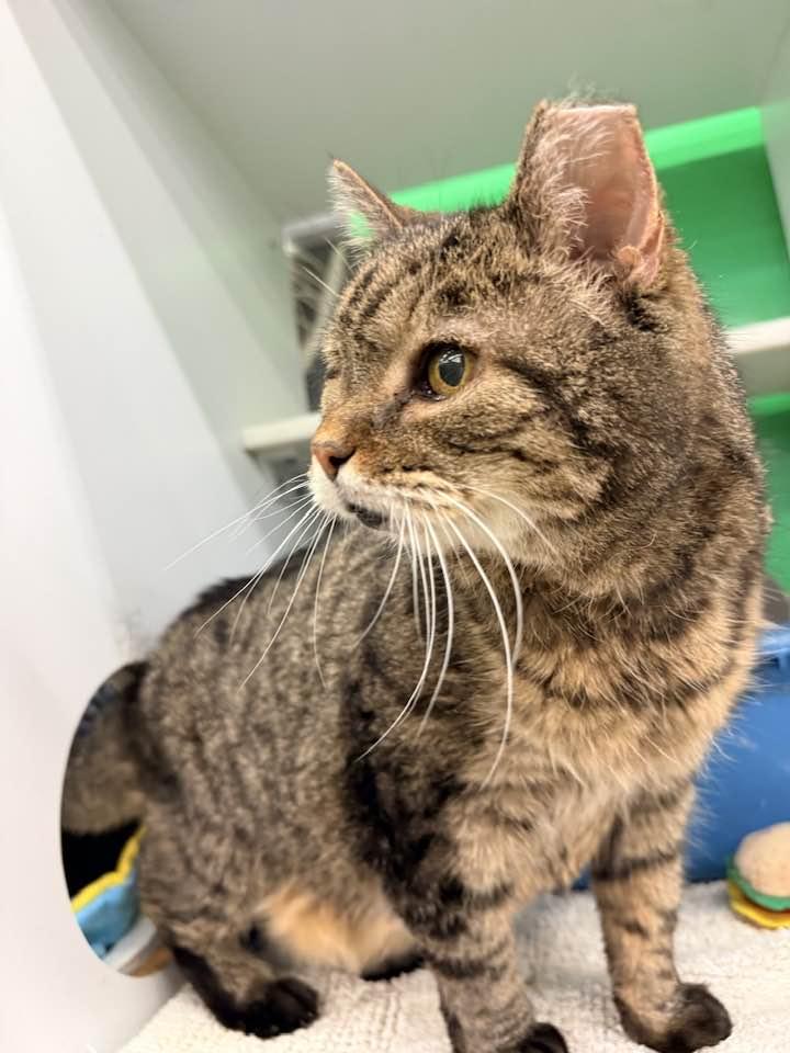 Enlarge Muzby, a Adoptable Domestic Short Hair in Cleveland, OH image 5/6