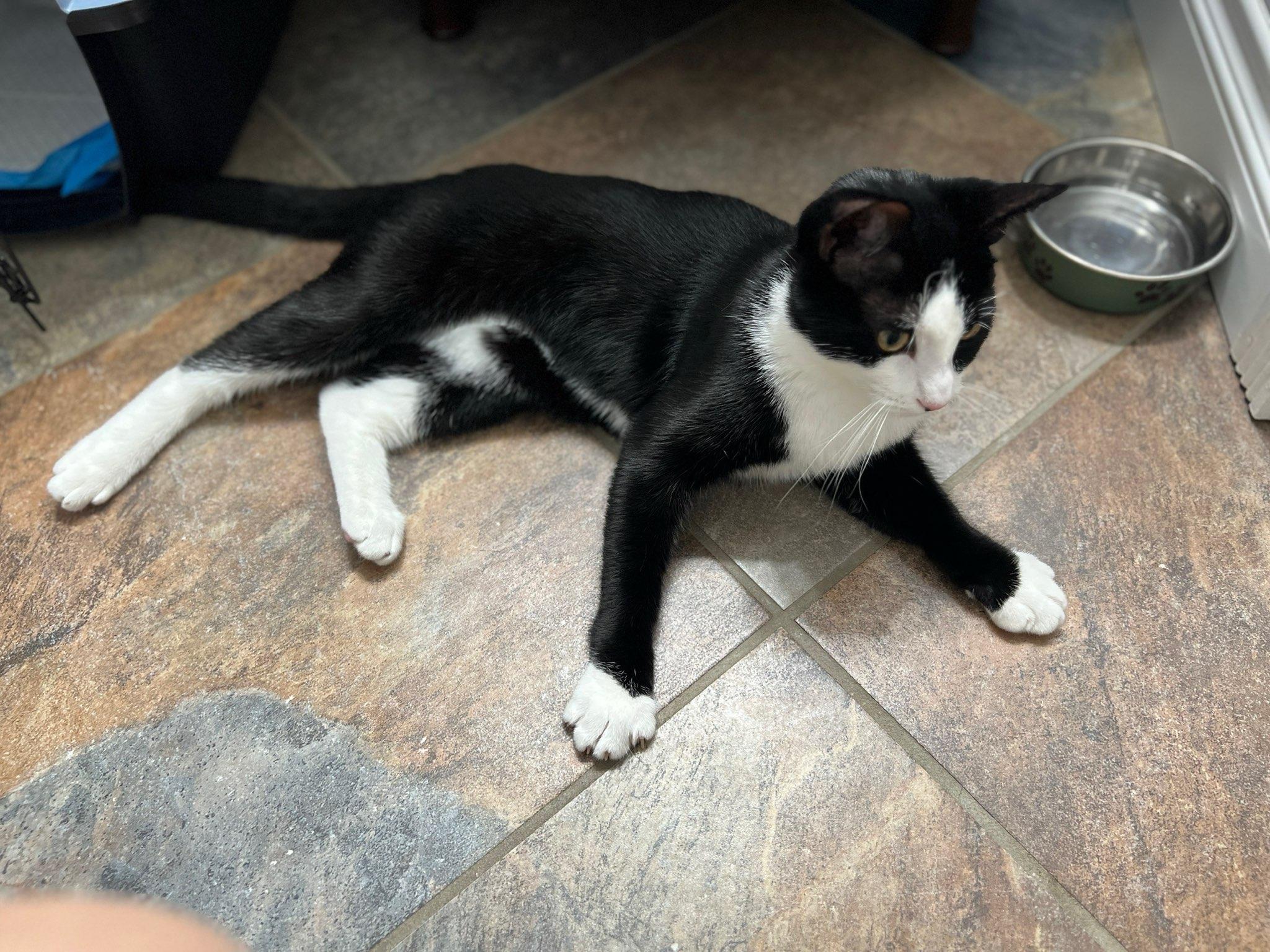 Benzi, Adoptable, Young Male Domestic Short Hair.