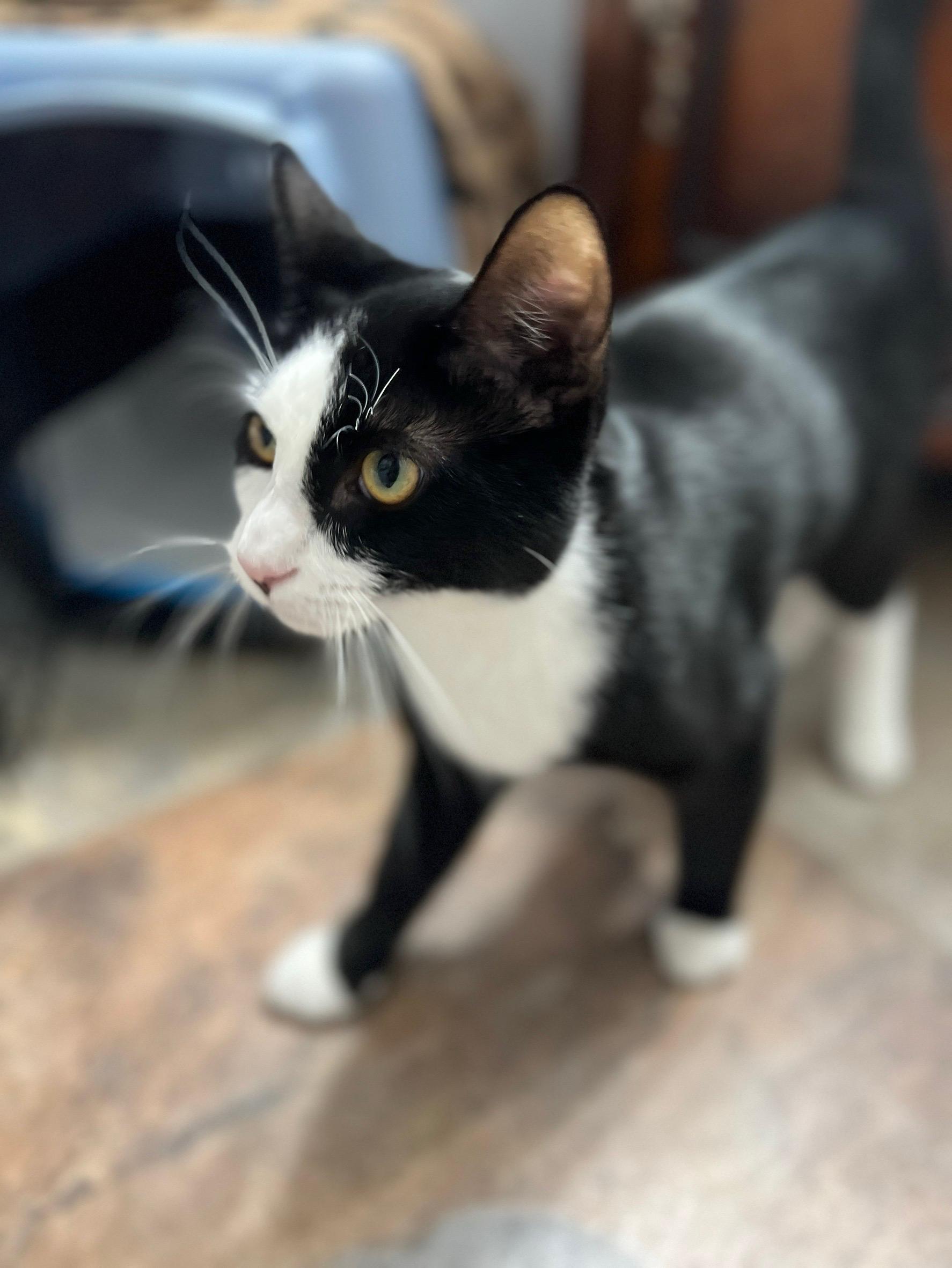 Enlarge Benzi, a Adoptable mixed breed in Buena Park, CA image 2/4