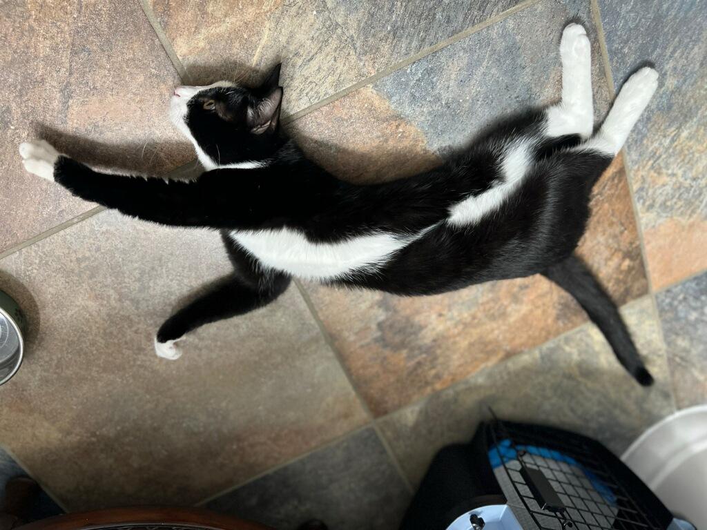 Enlarge Benzi, a Adoptable mixed breed in Buena Park, CA image 3/4