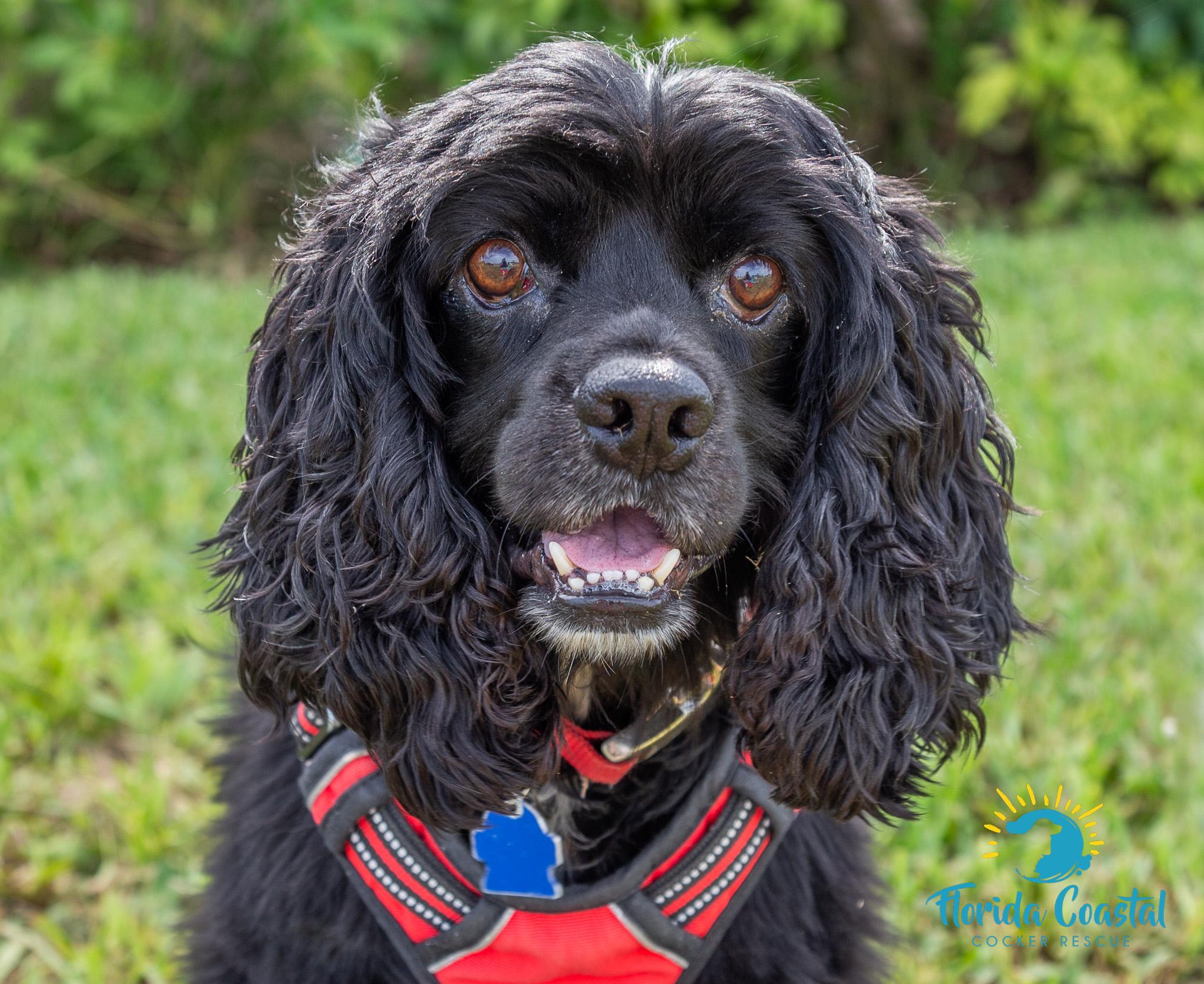 Mykah, Adoptable, Adult Male Cocker Spaniel.
