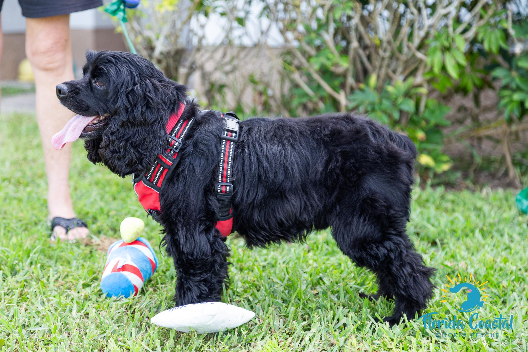 Enlarge Mykah, a Adoptable Cocker Spaniel in Cape Coral, FL image 2/6