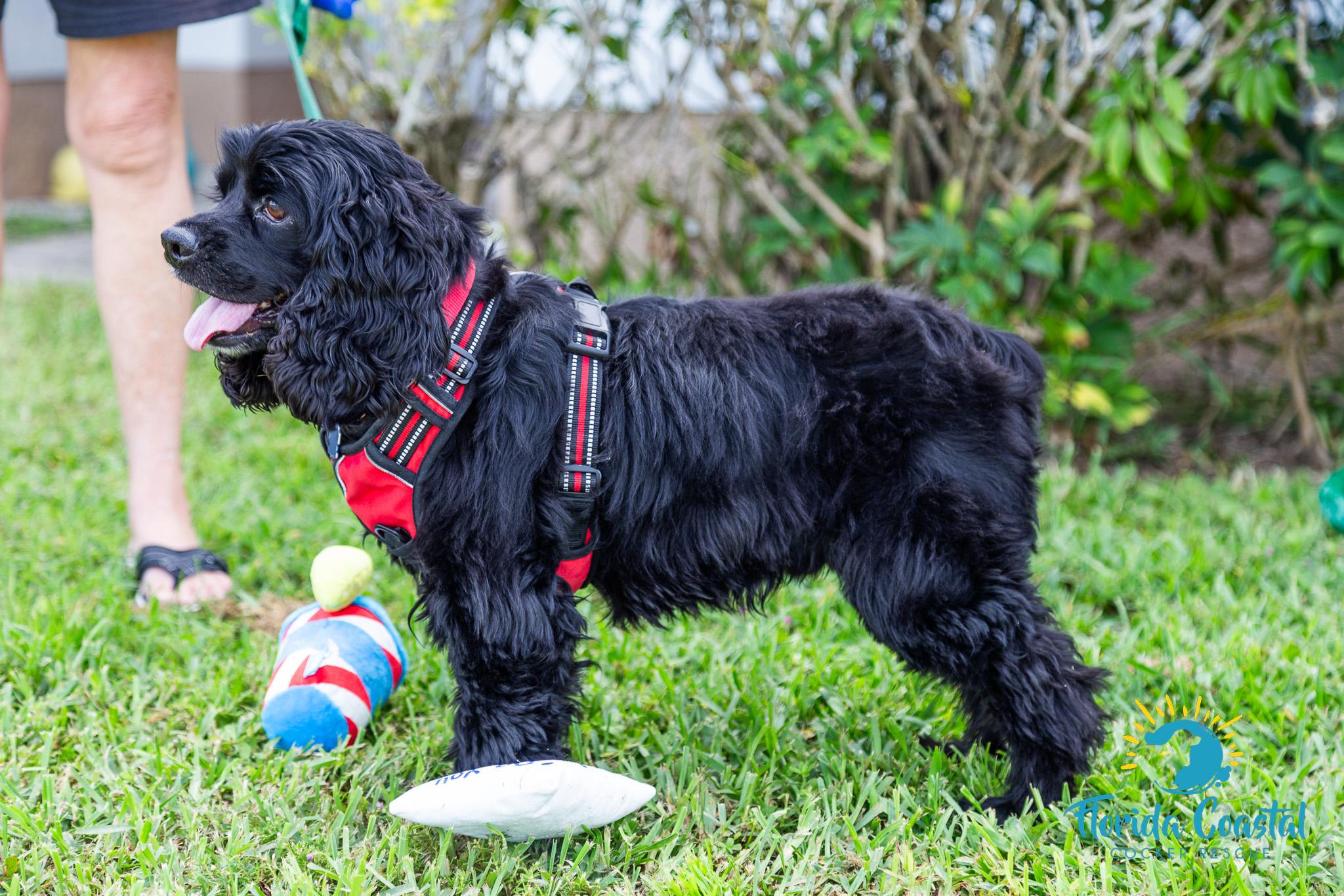 Enlarge Mykah, a Adoptable Cocker Spaniel in Cape Coral, FL image 3/6