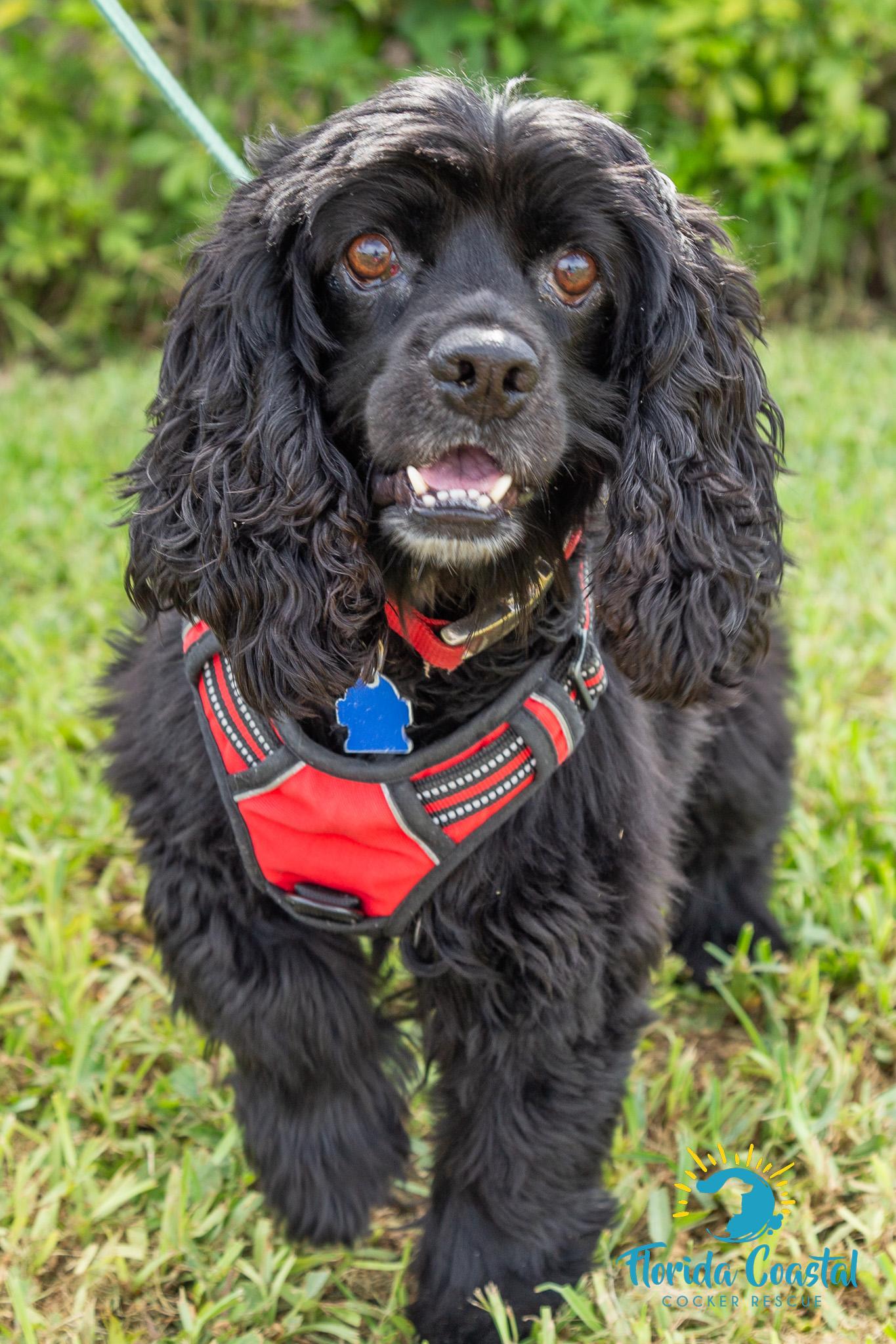 Enlarge Mykah, a Adoptable Cocker Spaniel in Cape Coral, FL image 5/6