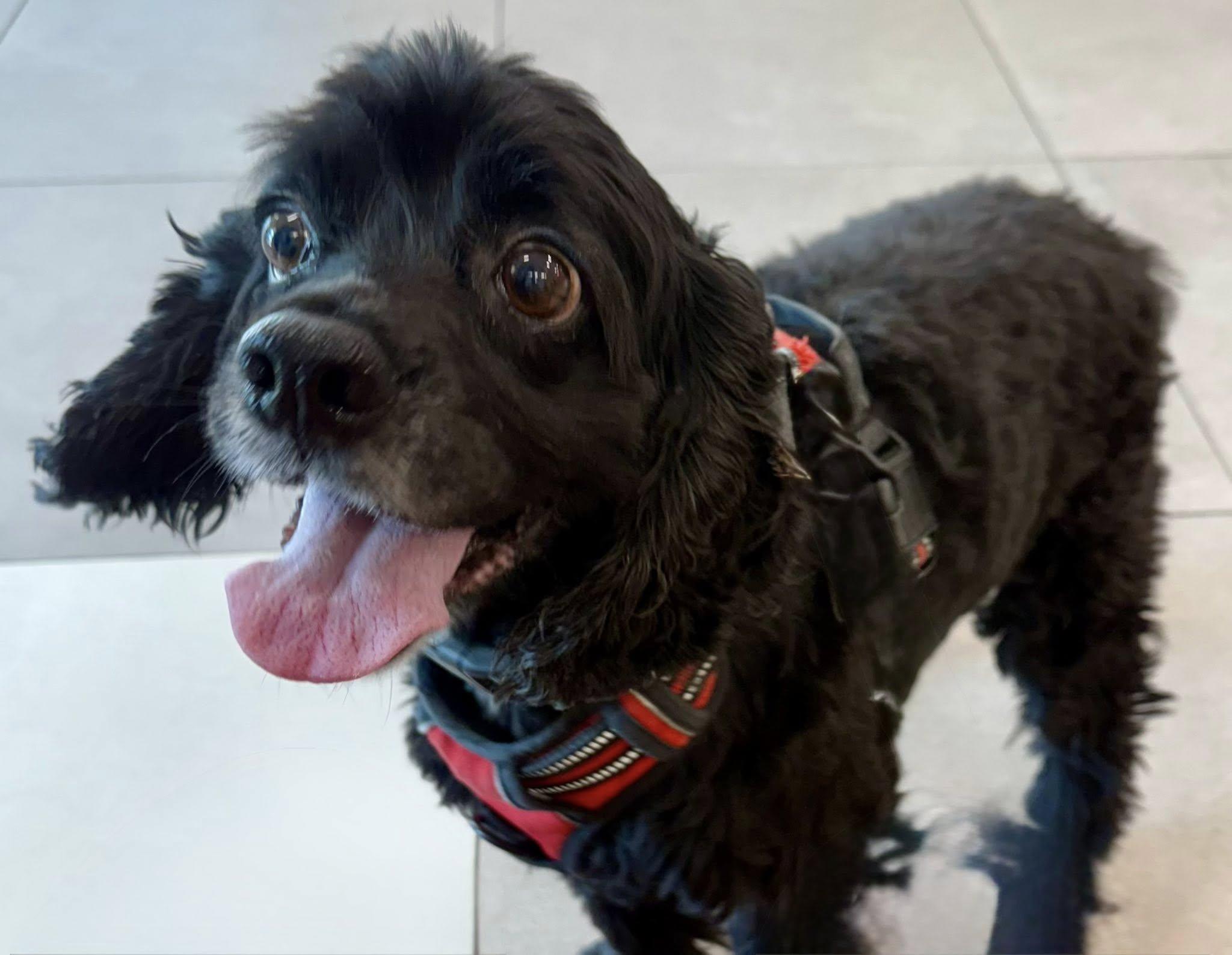 Enlarge Mykah, a Adoptable Cocker Spaniel in Cape Coral, FL image 6/6