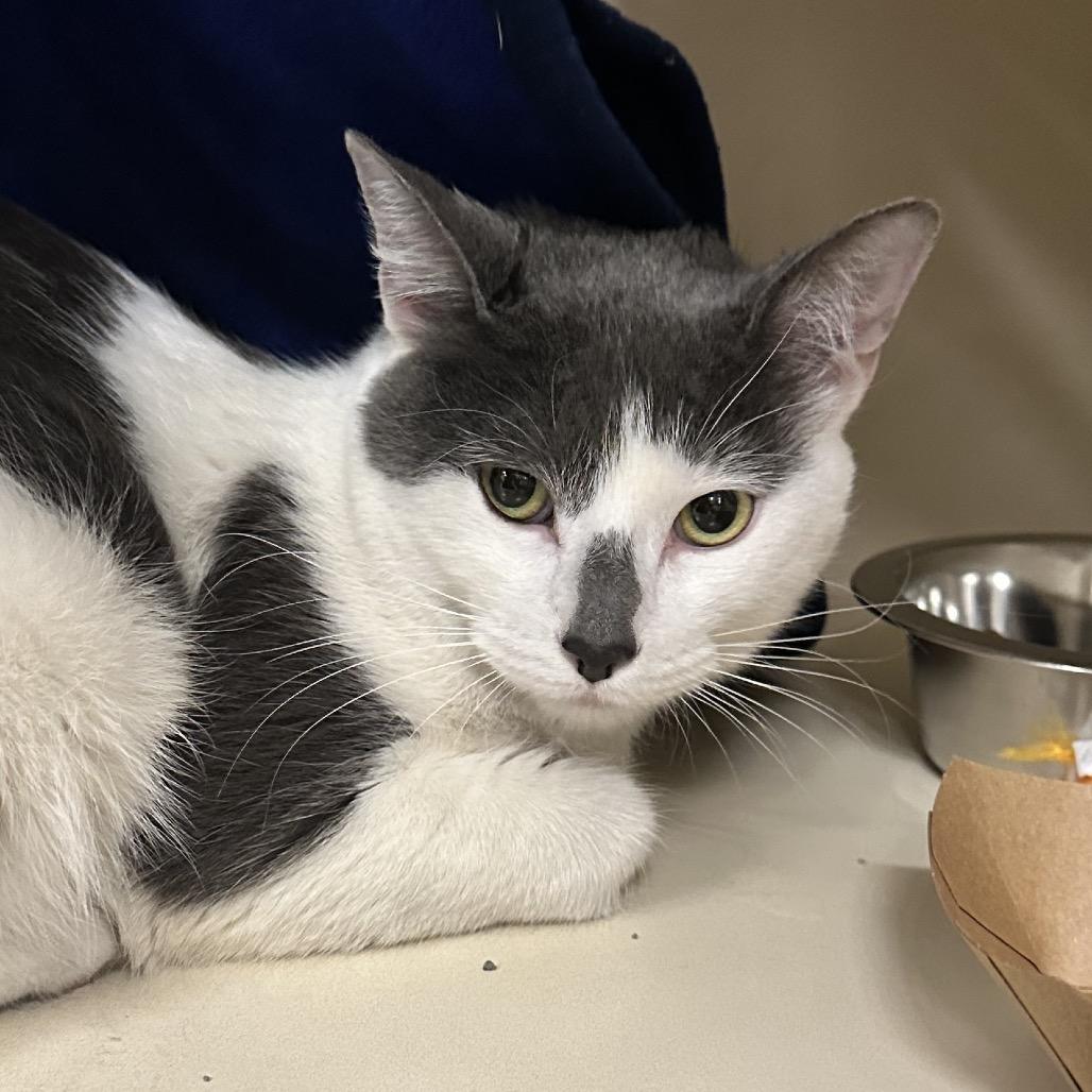 Tem-PURR-a, a Adoptable Domestic Short Hair in Hinsdale, IL image 1/3