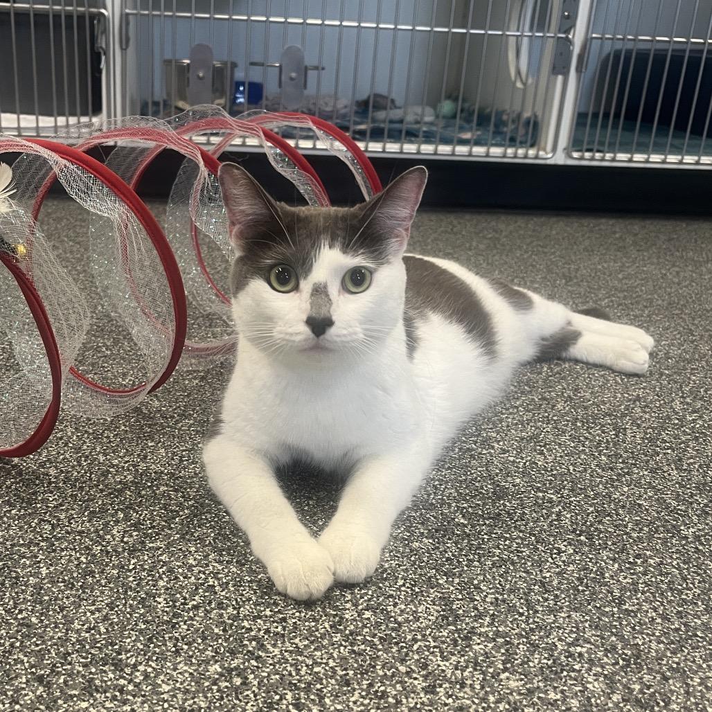 Tem-PURR-a, a Adoptable Domestic Short Hair in Hinsdale, IL image 2/3