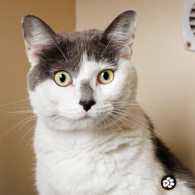 Tem-PURR-a, a Adoptable Domestic Short Hair in Hinsdale, IL image 3/3
