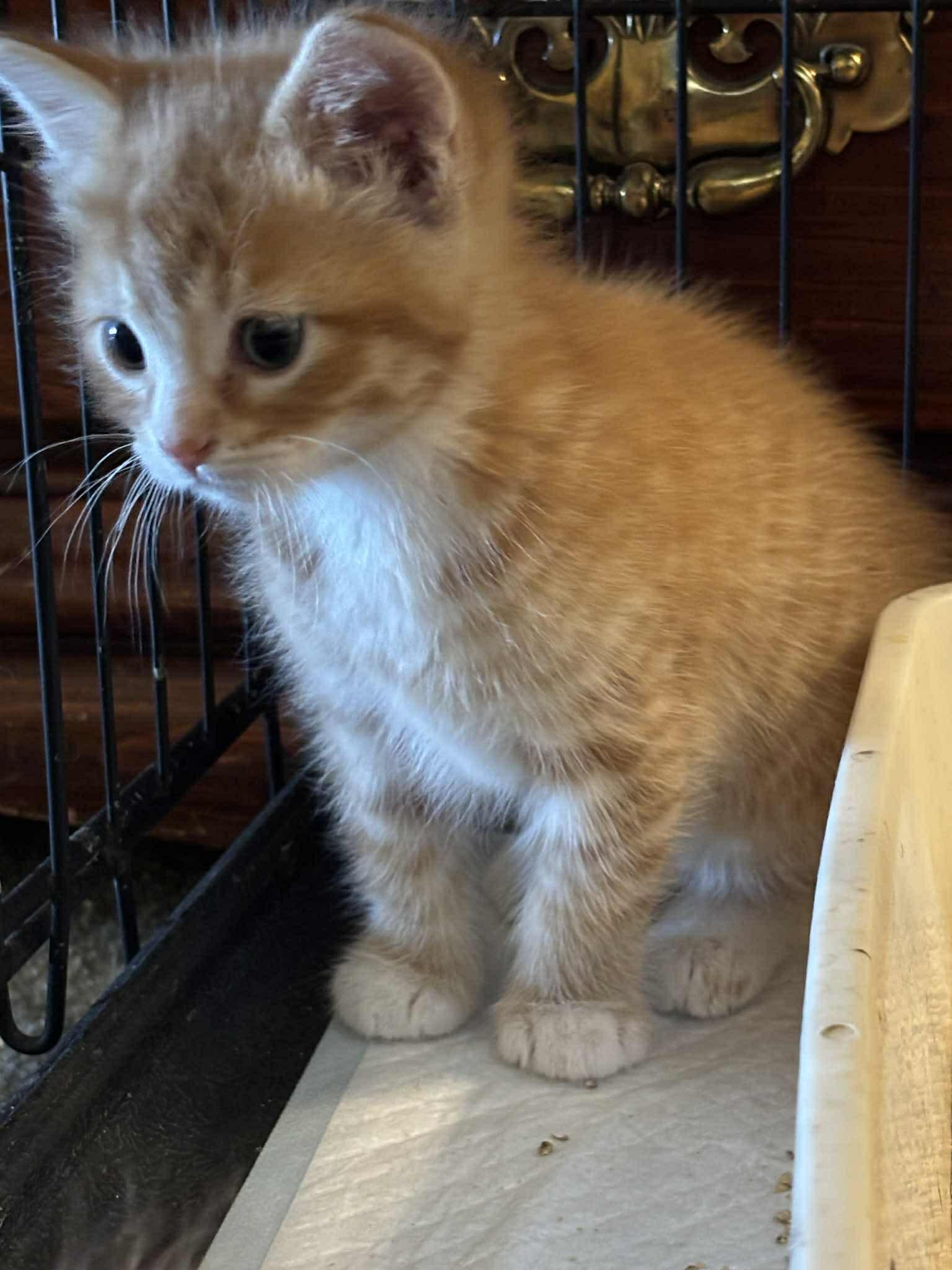 Winston, ADOPTABLE, Young Male Domestic Short Hair.