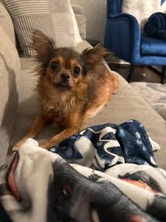 Enlarge Parris, a Adopted Chihuahua in Tulsa, OK image 2/2