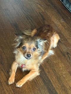 Parris, Adopted, Senior Female Chihuahua.